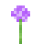 Allium