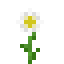 Oxeye Daisy