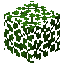Acacia Leaves