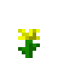Yellow flower